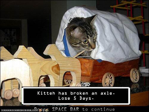 kitty_oregon_trail.jpg